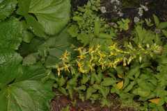 Ligularia fischeri